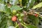 Ripen coffee fruits from the tree in coffee plantation in Costa Rica