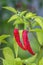 Ripen homegrown Malagueta chili pepper, a variety of the species Capsicum frutescens.