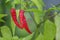 Ripen homegrown Malagueta chili pepper, a variety of the species Capsicum frutescens.