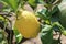 Ripen lemon on a branch