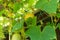 Ripen lemon cucumber fruit hanging on the vine and blooming flowers at organic backyard garden near Dallas, Texas, USA