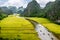 Ripen rice strips on both sides of a stream inside Tam Coc Natural Reserve, Ninh Binh pro., Vietnam.