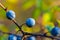 Ripen thorn bush branch with berries