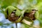 Ripen walnuts in the tree