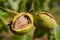 Ripen walnuts in the tree