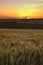 Ripen wheat field