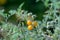 Ripen yellow and unripened, green tomatoes