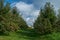 Ripened apples, pine tree apple orchard, autumn