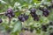 Ripened black jostaberries berries fruits on the branch, bio organic healthy outdoor produce garden before harvest