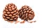 Ripened cone with pine nuts