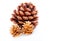 Ripened cone with pine nuts