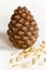 Ripened cone with pine nuts on white