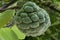 Ripened Custard apple on plant