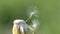 A ripened dandelion. Seeds with crests are balanced in the wind. Close-up. Slow motion