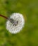 Ripened dandelion seeds. Fluffy . Dandelion in the meadow