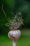 Ripened garlic with roots on a blurry green background in the garden