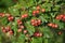 Ripened hawthorn berries