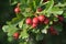 Ripened hawthorn berries