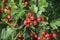 Ripened hawthorn berries