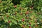 Ripened hawthorn berries