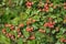 Ripened hawthorn berries