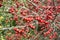 Ripened hawthorn berries