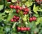 Ripened hawthorn Crataegus berries