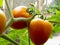 Ripened and Mature Tomatoes in Plant