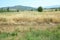 Ripened panicles of Common Oats Avena sativa .Rural landscape at dawn, terrain with oat fields and from the village on the hill.