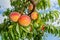 Ripened peaches close-up on a tree branch with leaves. Fruit farm concept, harvesting, toning