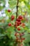 Ripened red currant berries fruits on the branch, bio organic backyard healthy outdoor produce garden macro close up
