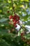 Ripened red currant berries fruits on the branch, bio organic backyard healthy outdoor produce garden macro close up