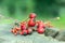 Ripened rose hips and barberies on branches, on wooden stamp