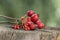 Ripened rose hips on branches, on wooden stamp