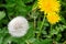 Ripened and tsestuschy dandelions