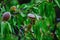 Ripening almond nuts on a branch. Closeup shot