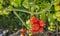 Ripening and already harvest ripe tomatoes hydroponically cultivated in a glasshouse