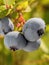 Ripening American blueberries