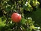 Ripening Apple in a Lancashire Garden