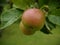 Ripening Apple in a Lancashire Garden