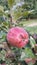 ripening apples damaged by hail in summer