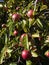 Ripening apples in a Lancashire Garden