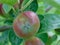 Ripening apples still on the vine