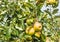 Ripening apples on the tree