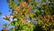 Ripening arrowwood berries on background of blue sky