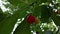 Ripening berries of a cherry buried in verdure foliage.