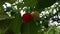 Ripening berries of a cherry buried in verdure foliage.