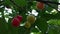 Ripening berries of a cherry buried in verdure foliage.