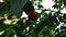 Ripening berries of a cherry buried in verdure foliage.