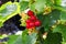 Ripening berries on a Red Lake Currant shrub